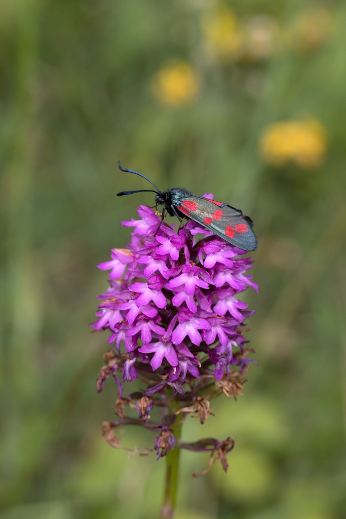 voornes duin tenellaplas Quackjeswater natuur natuurgebied natuurmonumenten hdr duinen Zuid Hollands landschap polder bossen natuurreservaat Natura 2000